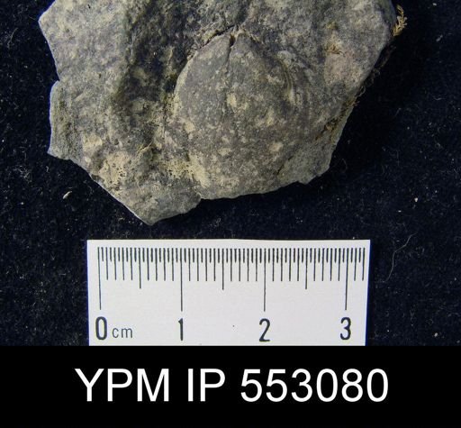 Leiorhynchus?