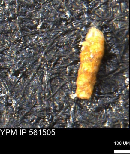 Verneuilinoides hectori
