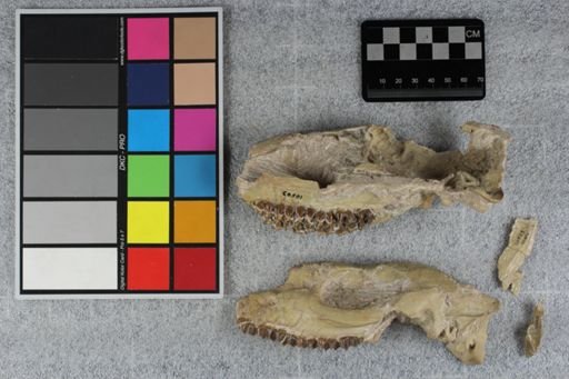 Mesohippus bairdi
