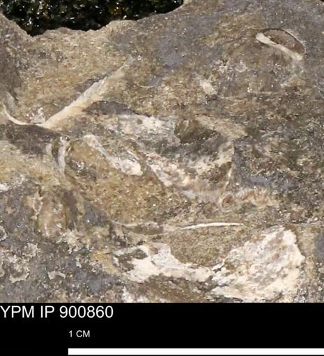 undet. Mollusca