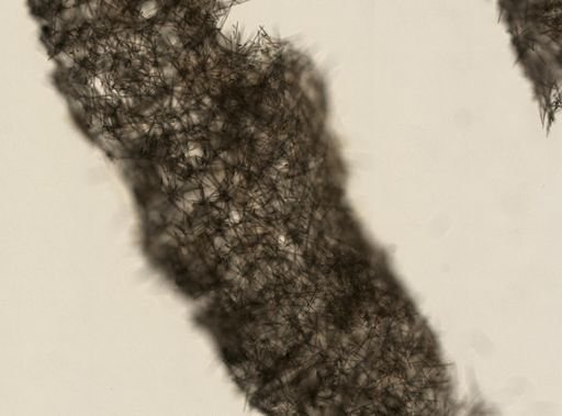 Halichondria sp.