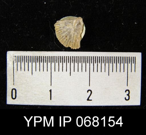 Schuchertella subplanus