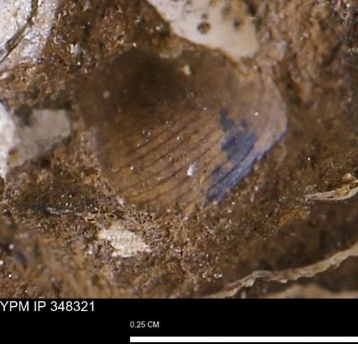 undet. Mollusca