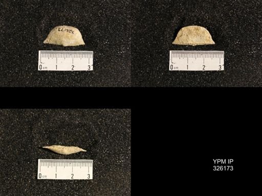 Neochonetes sp.