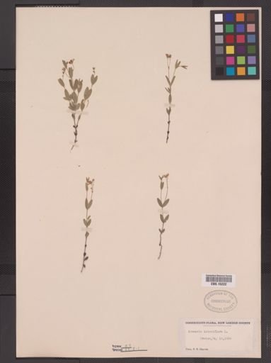 Arenaria lateriflora