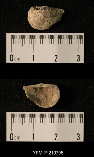 Chonetes granulifer