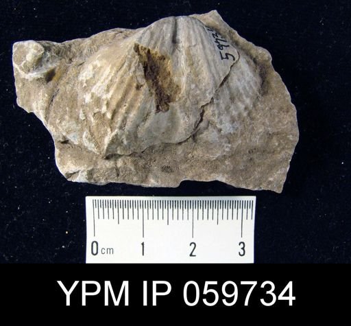 Spirifer hemicyclus