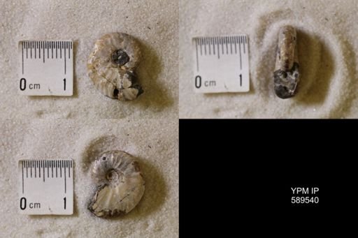 undet. Scaphitidae