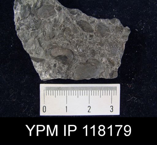 Lingula avicula