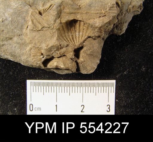 Antispirifer sp.