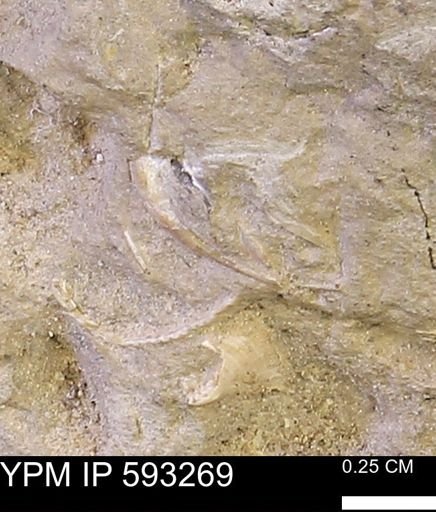 undet. Mollusca