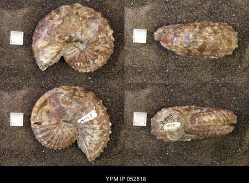 Discoscaphites gulosus