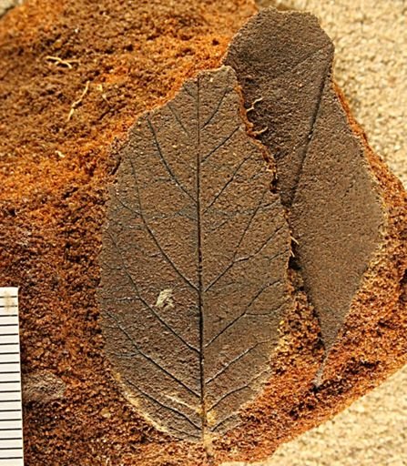 Angiospermopsida