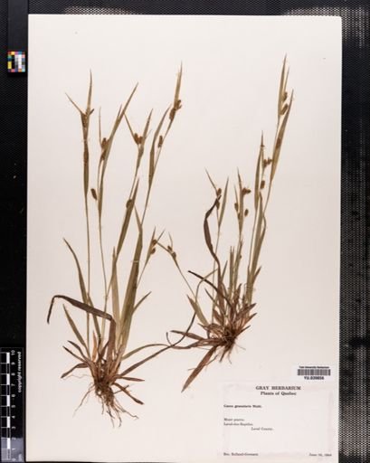 Carex granularis
