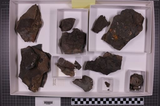mixed taxa, stratigraphic collection