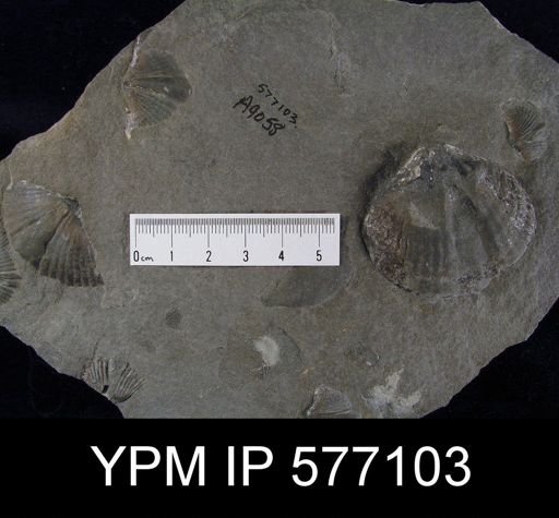 Platyrachella sp.