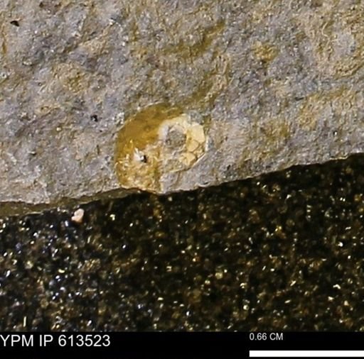 Scaphites sp.