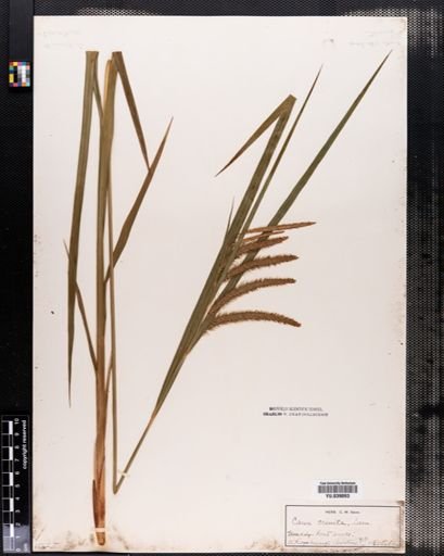 Carex crinita
