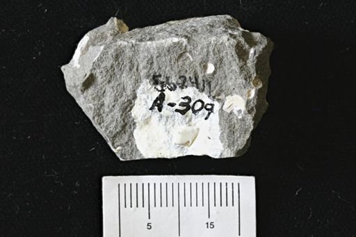 Limopsis striatopunctatus