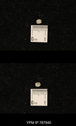 Brachiopoda