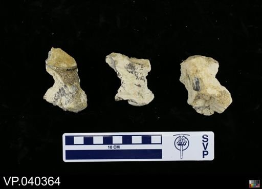 Clidastes sp.