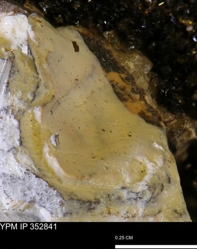 undet. Mollusca