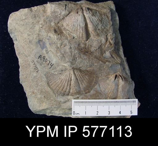 Platyrachella sp.