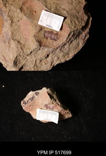 undet. Nautiloidea