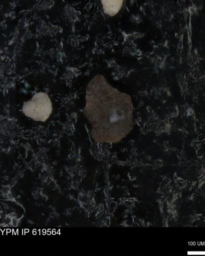 undet. Foraminiferida
