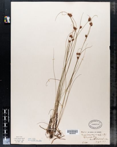 Rhynchospora fusca