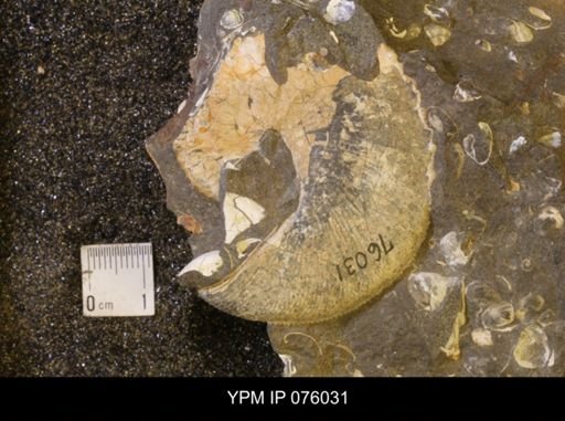Hoploscaphites birkelundi