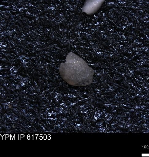undet. Ostracoda