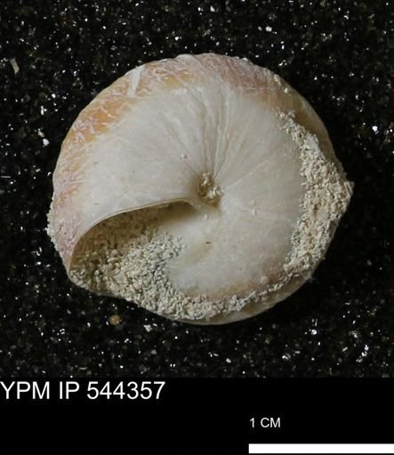 Poecilozonites bermudensis zonatus