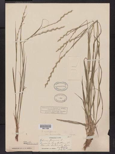 Lolium multiflorum