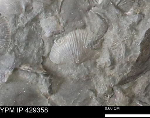 Devonochonetes scitulus