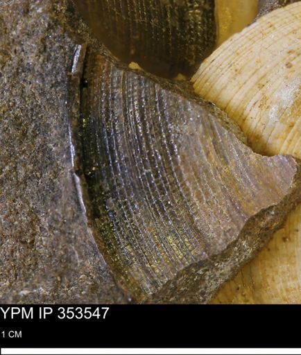 Limopsis striatopunctatus