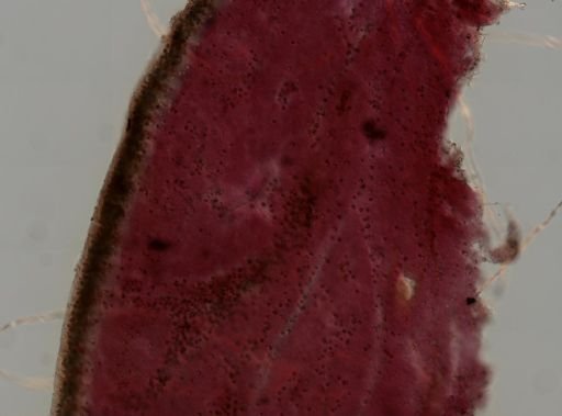 Chondrilla nucula