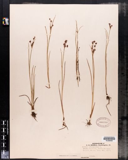 Juncus articulatus