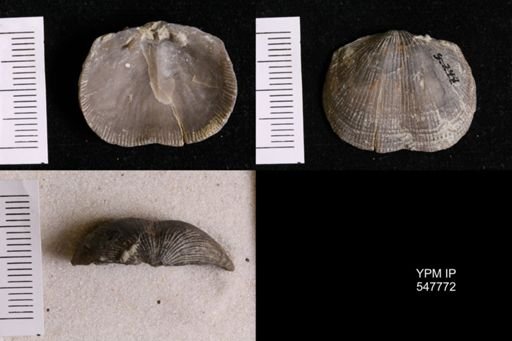 Glyptorthis insculpta