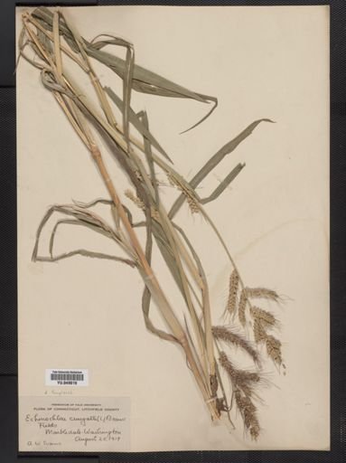 Echinochloa crus-galli