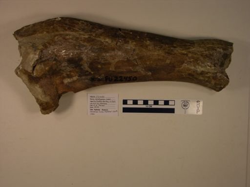 Ceratopsia