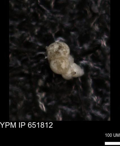 undet. Foraminiferida