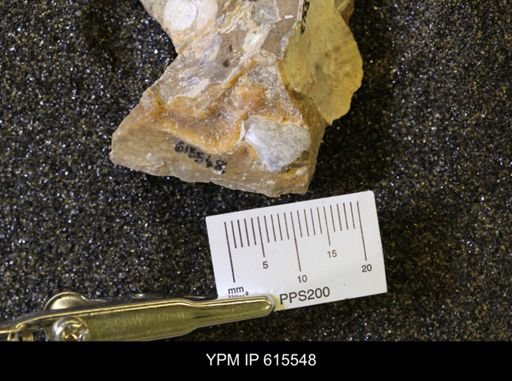 Inoceramus sp.