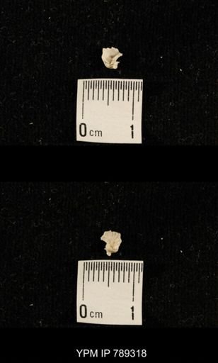 taxon undetermined
