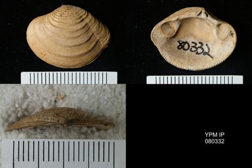 Lirodiscus tellinoides
