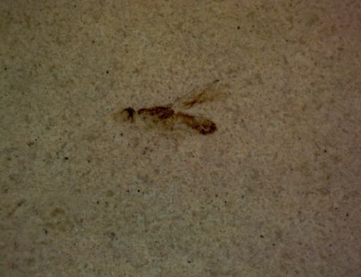 undet. Hymenoptera