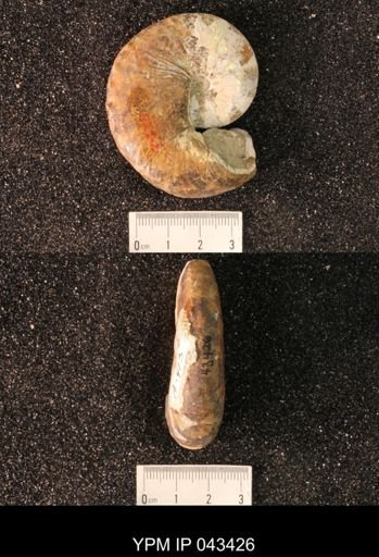 Hoploscaphites nicolletii