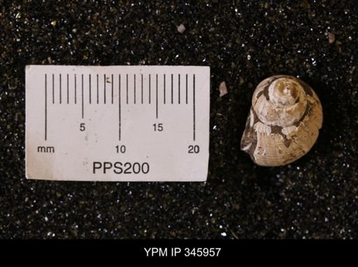 undet. Gastropoda