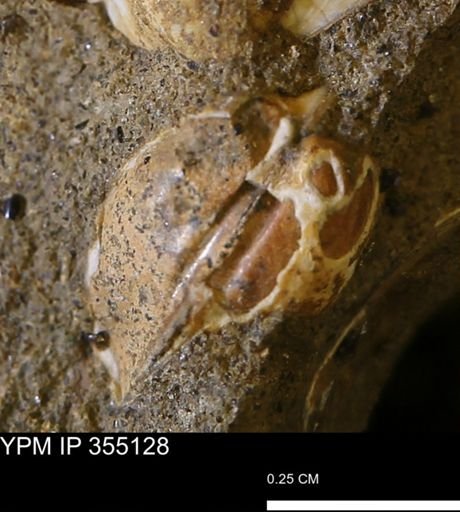 undet. Bivalvia