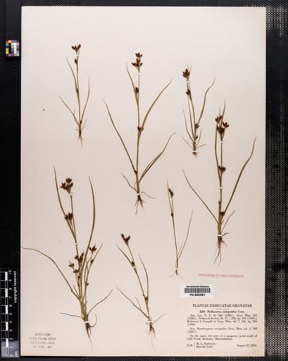 Rhynchospora scirpoides